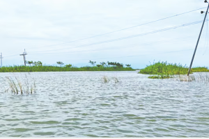 সুনামগঞ্জের দেখার হাওরে প্রস্তাবিত জমি—বছরের অধিকাংশ সময় পানির নিচে থাকে, সেখানেই স্থাপন করা হচ্ছে বিশ্ববিদ্যালয়।